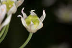 Little River Canyon onion